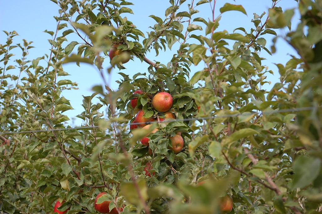 [Summer Picking 2010 295[5].jpg]
