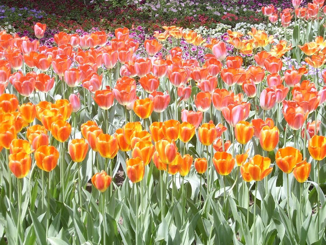 Spring, 2007, Beijing
