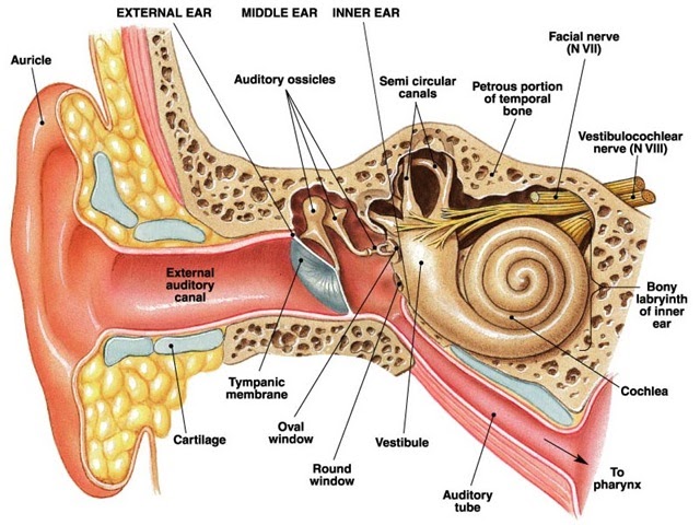 visual and auditory hallucinations icd 10 visual and auditory hallucinations icd 10