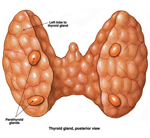 Hiperparatiroidektomy Hiperparatiroidektomy
