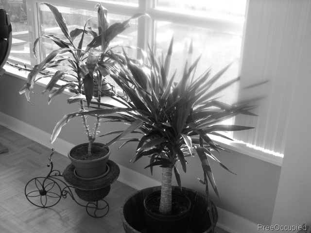 [bw plants[7].jpg]
