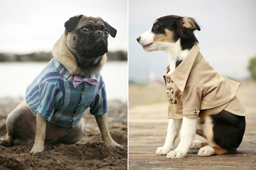 rover dog stylish clothing 1 Trendy Dog Clothes
