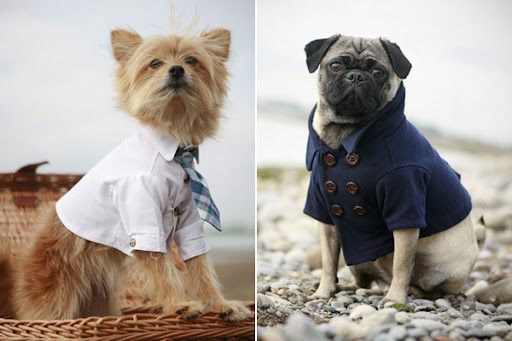 Trendy Dog Clothes rover dog stylish clothing 3 Trendy Dog Clothes