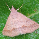 Noctuid Moth