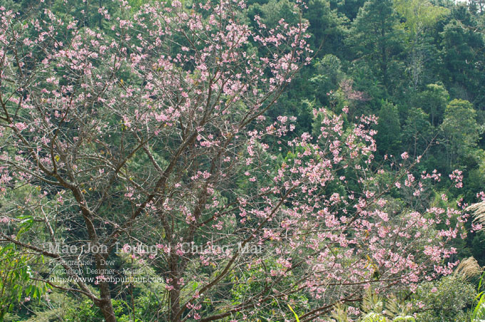 IMGP1267_s.jpg