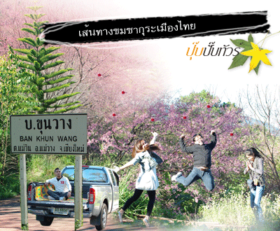 เส้นทางชมซากุระเมืองไทย