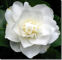 pure-white-camellia