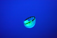 IMG_5536.JPG