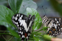 IMG_4911.JPG