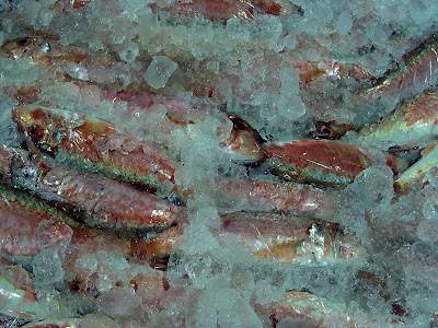 Caja de Salmonetes de Roca Salmonetes de Roca