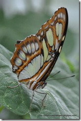 butterfly (1)