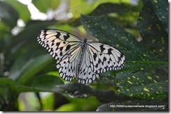 butterfly house (11)