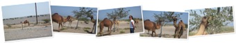 View Camels roadside in Oman
