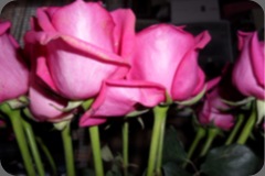SAM_0308 SAM_0308