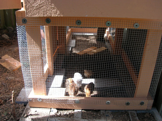 chickens in their coop