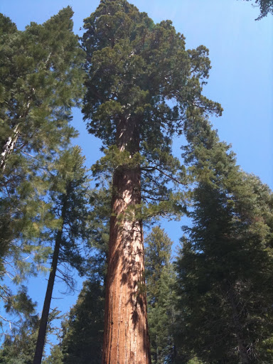 Large Tree Tree
