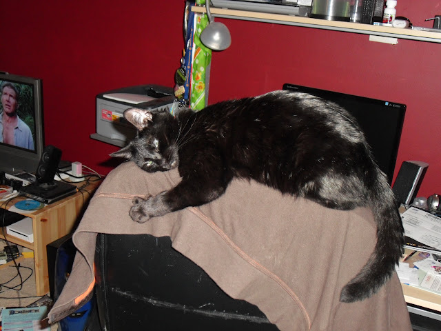My Cat Mischief