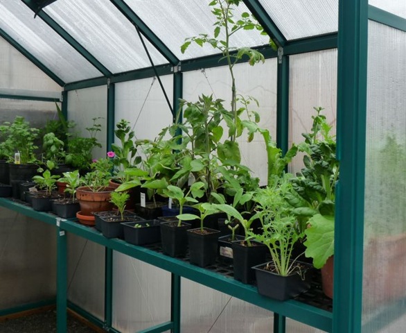 [greenhouse inside[2].jpg]