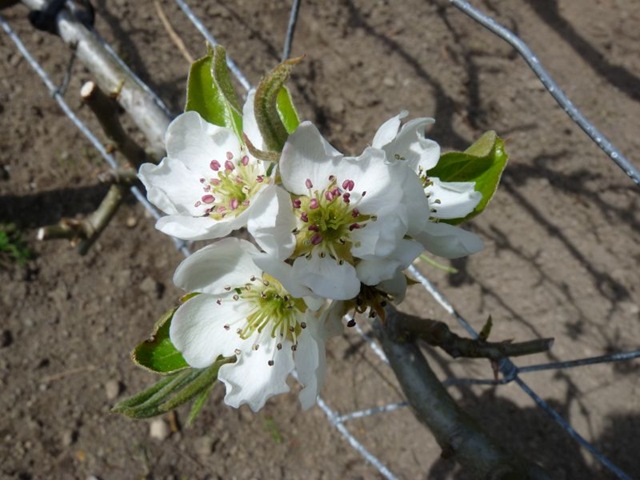 [pear blossom[2].jpg]