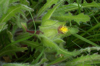 Blessed thistle Blessed thistle
