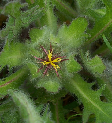 Blessed thistle Blessed thistle