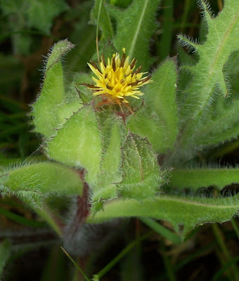 Blessed thistle Blessed thistle