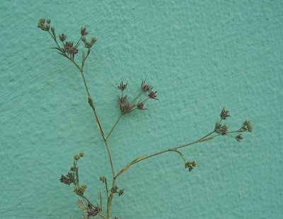 Bupleurum semicompositum,
Bupleuro alofilo,
Grey Hare's Ear