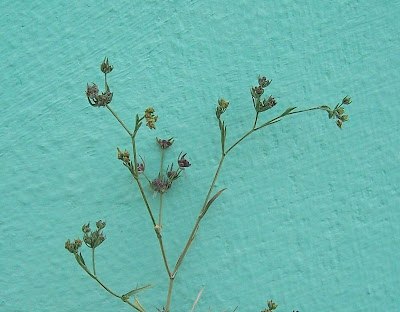 Bupleurum semicompositum,
Bupleuro alofilo,
Grey Hare's Ear