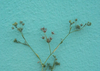 Bupleurum semicompositum,
Bupleuro alofilo,
Grey Hare's Ear