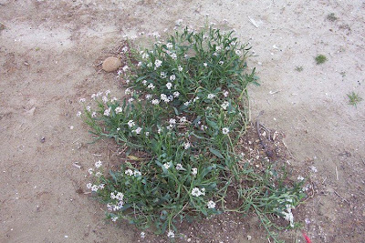 Cakile maritima,
European searocket,
Ravastrello marittimo,
sea rocket Cakile maritima,
European searocket,
Ravastrello marittimo,
sea rocket