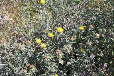 Centaurea nizzarda Centaurea nizzarda