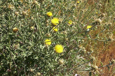 Centaurea nizzarda Centaurea nizzarda
