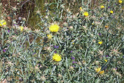 Centaurea nizzarda Centaurea nizzarda