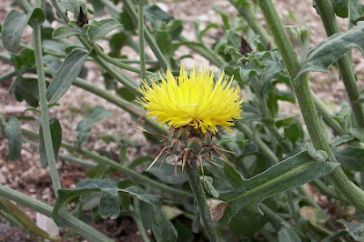 Centaurea nizzarda Centaurea nizzarda