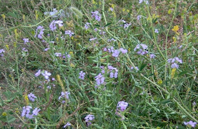 Cakile maritima,
European searocket,
Ravastrello marittimo,
sea rocket Cakile maritima,
European searocket,
Ravastrello marittimo,
sea rocket