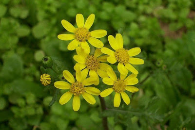 Coastal Ragwort Coastal Ragwort