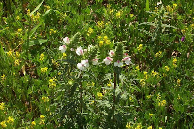 Bartsia trixago Bartsia trixago