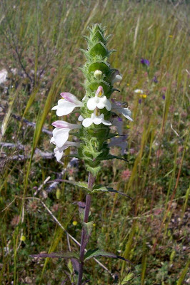Bartsia trixago Bartsia trixago