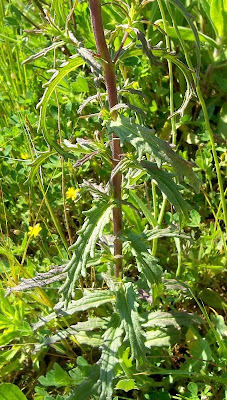 Bartsia trixago Bartsia trixago