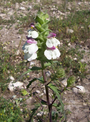 Bartsia trixago Bartsia trixago