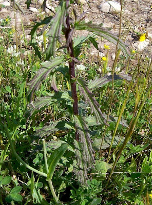 Bartsia trixago Bartsia trixago