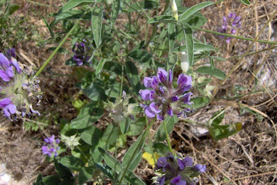 Arabian scurf-pea Arabian scurf-pea
