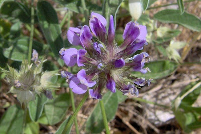 Arabian scurf-pea Arabian scurf-pea