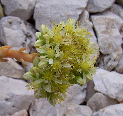 Pale Stonecrop