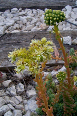 Pale Stonecrop