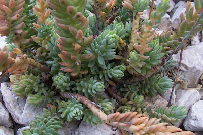 Pale Stonecrop
