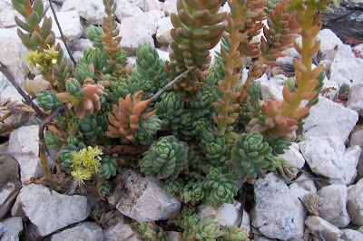 Pale Stonecrop