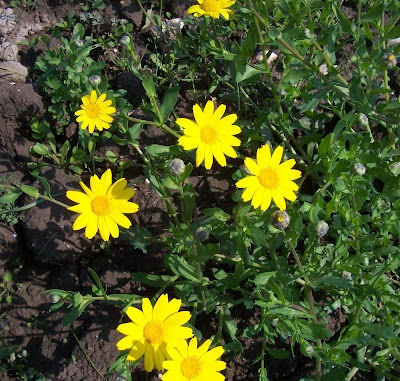 Saatwucherblume