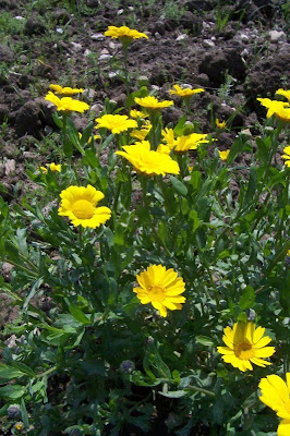 Saatwucherblume
