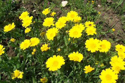 Saatwucherblume
